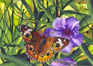 Buckeye Petunia