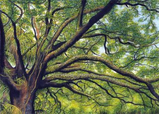Oak Tree sunlight