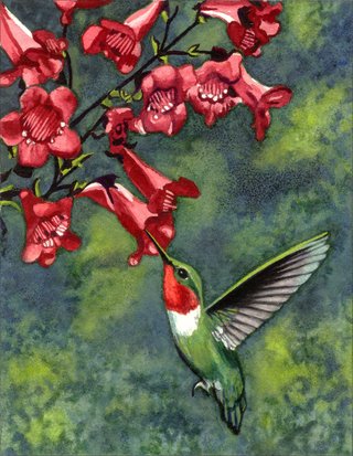 Hummingbird