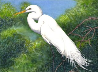 Great White Egret