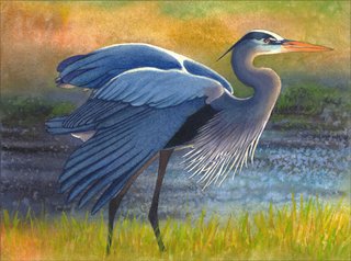 Great Blue Heron wings