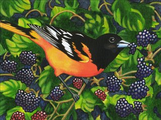 Oriole with Blackberries
