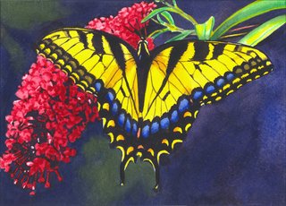 Tiger Swallowtail