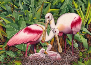Rose Spoonbill Family